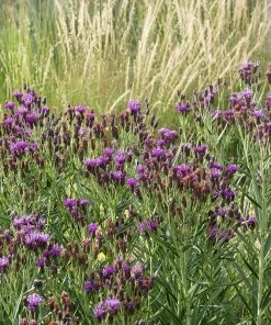 Woolly Ironweed (Vernonia)
