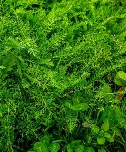 Xeriscape Clover Lawn Seed Mix -Outdoor Garden Care Shop xeriscape clover lawn