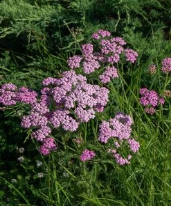 Xeriscape Clover Lawn Seed Mix -Outdoor Garden Care Shop xeriscape clover lawn yarrow