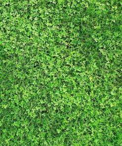 Xeriscape Clover Lawn Seed Mix