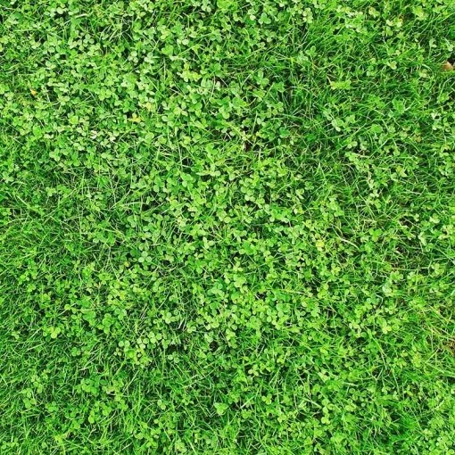 Xeriscape Clover Lawn Seed Mix -Outdoor Garden Care Shop xeriscape lawn hero