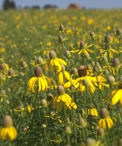 Little Prairie Native Wildflower Seed Mix -Outdoor Garden Care Shop yellow prairie coneflower little prairie native mix