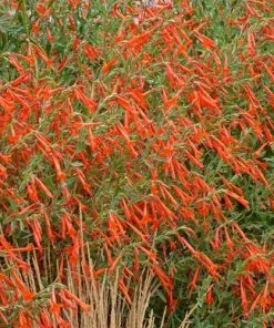 Sky Island Orange Hummingbird Trumpet (Zauschneria)