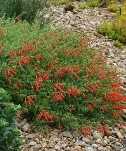 Orange Carpet® Creeping Hummingbird Trumpet (Zauschneria) -Outdoor Garden Care Shop zauschneria garrettii orange carpet pat hayward plant select