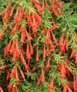 Hummingbird Container Garden -Outdoor Garden Care Shop zauschneria garrettii orange carpet 1