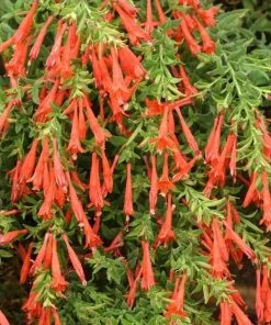 Orange Carpet® Creeping Hummingbird Trumpet (Zauschneria) -Outdoor Garden Care Shop zauschneria garrettii orange carpet pat hayward plant select garden