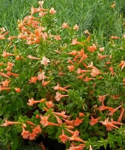 Northfork Coral Hummingbird Trumpet (Zauschneria)