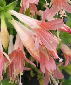 Woody's Peach Surprise Hummingbird Trumpet (Zauschneria)