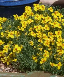 High Country Gardens Signature Collection -Outdoor Garden Care Shop zinnia grandiflora gold blue flower garden